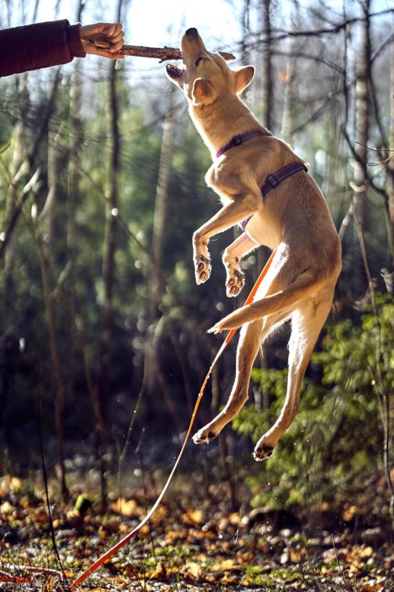 Tails Hotel - Urban Dog šunų viešbutis Vilniuje www.TailsHotel.lt Fotografas: Dovydas Gaidamavičius © www.DovydasGaidamavičius.lt