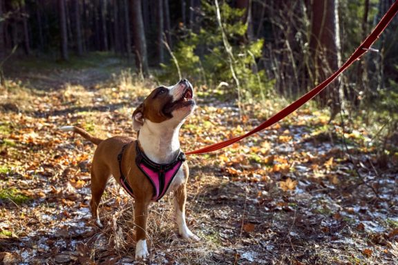 Tails Hotel - Urban Dog šunų viešbutis Vilniuje www.TailsHotel.lt Fotografas: Dovydas Gaidamavičius © www.DovydasGaidamavičius.lt