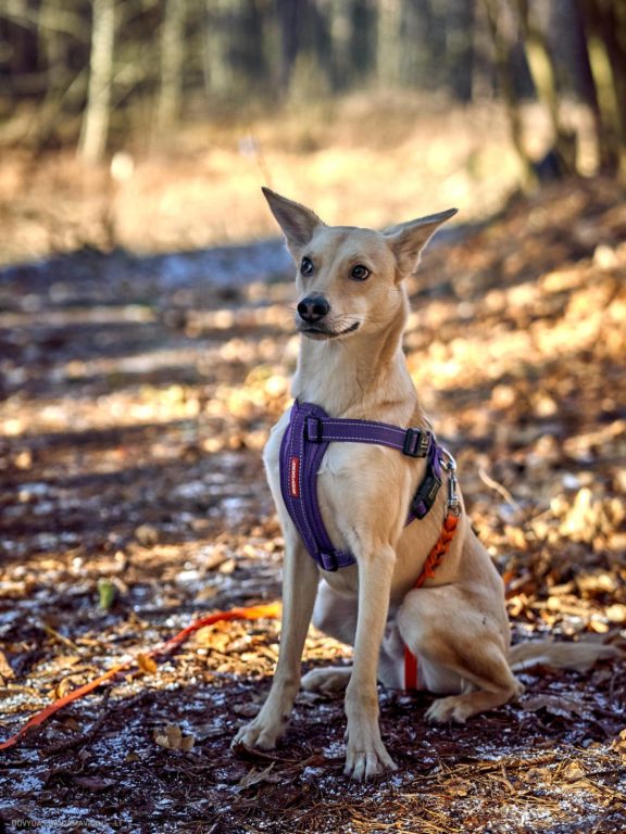 Tails Hotel - Urban Dog šunų viešbutis Vilniuje www.TailsHotel.lt Fotografas: Dovydas Gaidamavičius © www.DovydasGaidamavičius.lt