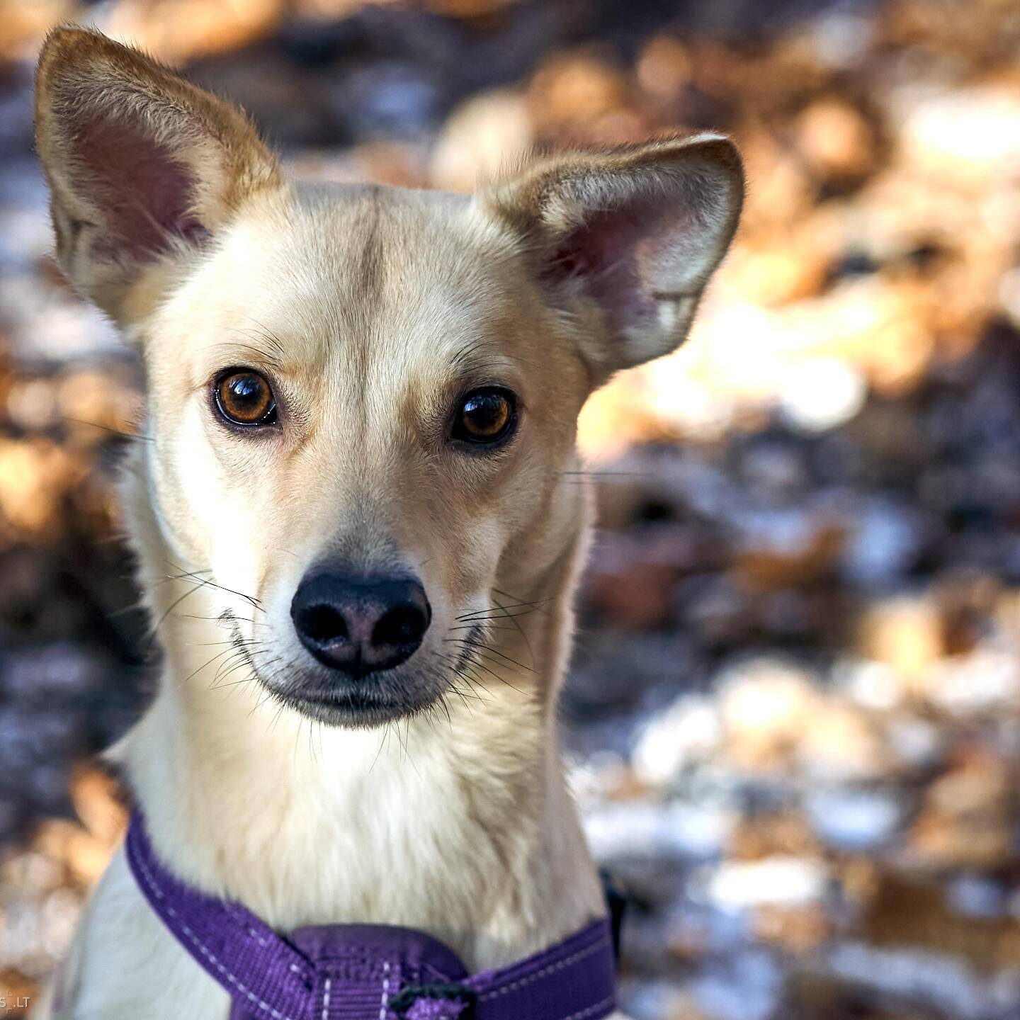 Tails Hotel - Urban Dog šunų viešbutis Vilniuje www.TailsHotel.lt Fotografas: Dovydas Gaidamavičius © www.DovydasGaidamavičius.lt