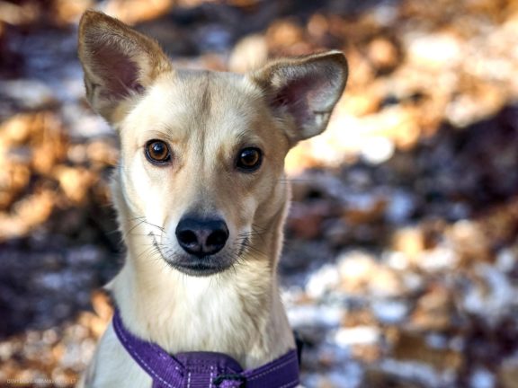 Tails Hotel - Urban Dog šunų viešbutis Vilniuje www.TailsHotel.lt Fotografas: Dovydas Gaidamavičius © www.DovydasGaidamavičius.lt