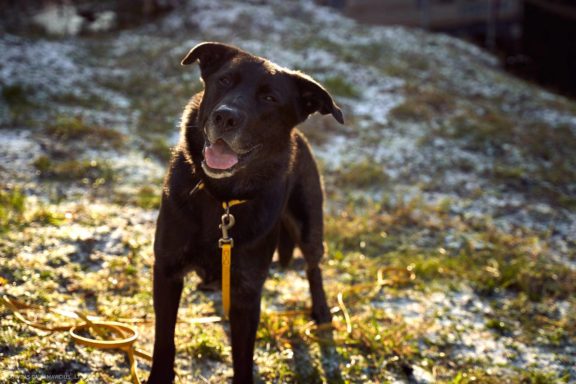 Tails Hotel - Urban Dog šunų viešbutis Vilniuje www.TailsHotel.lt Fotografas: Dovydas Gaidamavičius © www.DovydasGaidamavičius.lt