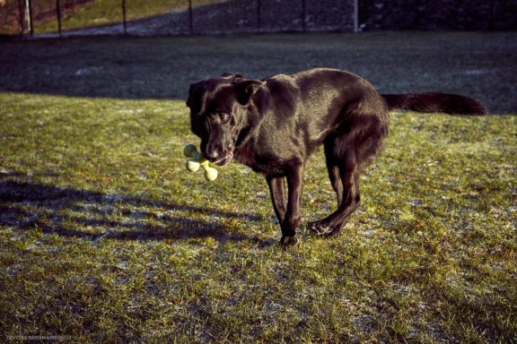Tails Hotel - Urban Dog šunų viešbutis Vilniuje www.TailsHotel.lt Fotografas: Dovydas Gaidamavičius © www.DovydasGaidamavičius.lt