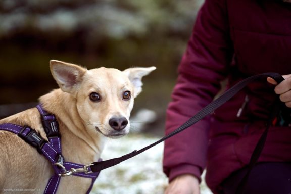 Tails Hotel - Urban Dog šunų viešbutis Vilniuje www.TailsHotel.lt Fotografas: Dovydas Gaidamavičius © www.DovydasGaidamavičius.lt