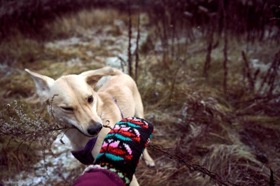 Tails Hotel - Urban Dog šunų viešbutis Vilniuje www.TailsHotel.lt Fotografas: Dovydas Gaidamavičius © www.DovydasGaidamavičius.lt