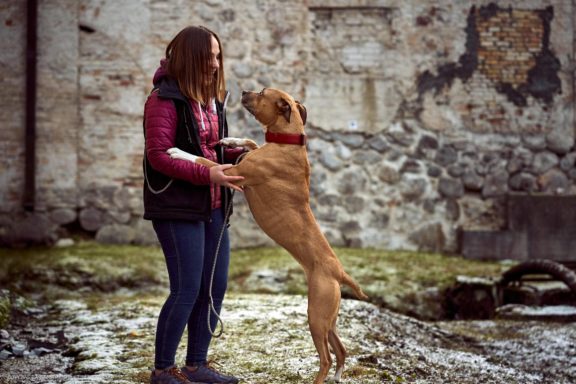 Tails Hotel - Urban Dog šunų viešbutis Vilniuje www.TailsHotel.lt Fotografas: Dovydas Gaidamavičius © www.DovydasGaidamavičius.lt