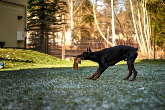 Tails Hotel - Urban Dog šunų viešbutis Vilniuje www.TailsHotel.lt Fotografas: Dovydas Gaidamavičius © www.DovydasGaidamavičius.lt