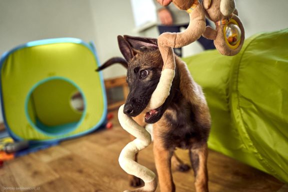 Tails Hotel - Urban Dog šunų viešbutis Vilniuje www.TailsHotel.lt Fotografas: Dovydas Gaidamavičius © www.DovydasGaidamavičius.lt