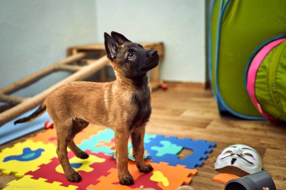 Tails Hotel - Urban Dog šunų viešbutis Vilniuje www.TailsHotel.lt Fotografas: Dovydas Gaidamavičius © www.DovydasGaidamavičius.lt