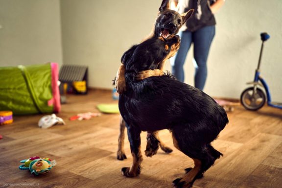 Tails Hotel - Urban Dog šunų viešbutis Vilniuje www.TailsHotel.lt Fotografas: Dovydas Gaidamavičius © www.DovydasGaidamavičius.lt