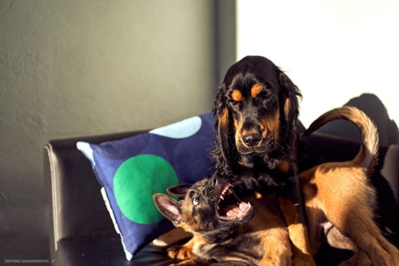 Tails Hotel - Urban Dog šunų viešbutis Vilniuje www.TailsHotel.lt Fotografas: Dovydas Gaidamavičius © www.DovydasGaidamavičius.lt