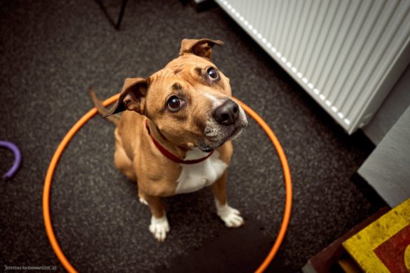 Tails Hotel - Urban Dog šunų viešbutis Vilniuje www.TailsHotel.lt Fotografas: Dovydas Gaidamavičius © www.DovydasGaidamavičius.lt