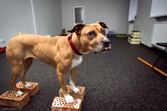 Tails Hotel - Urban Dog šunų viešbutis Vilniuje www.TailsHotel.lt Fotografas: Dovydas Gaidamavičius © www.DovydasGaidamavičius.lt