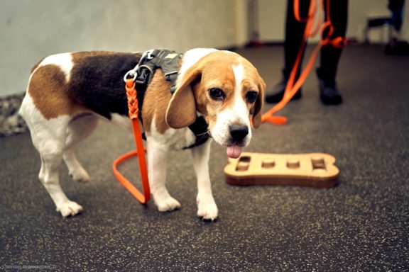 Tails Hotel - Urban Dog šunų viešbutis Vilniuje www.TailsHotel.lt Fotografas: Dovydas Gaidamavičius © www.DovydasGaidamavičius.lt