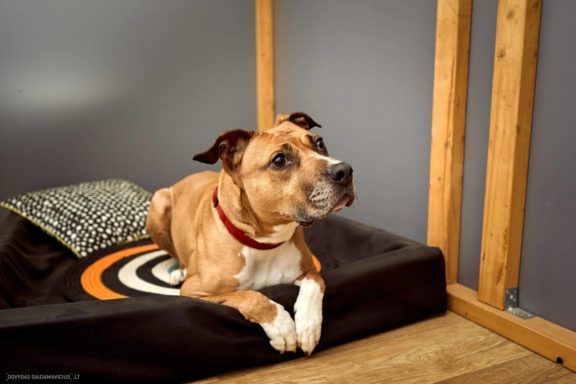 Tails Hotel - Urban Dog šunų viešbutis Vilniuje www.TailsHotel.lt Fotografas: Dovydas Gaidamavičius © www.DovydasGaidamavičius.lt