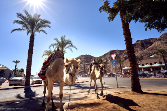 Israel, Eilat, Izraelis, Eilatas, Red canyon, Dykuma, Timna parkas Kelionė Fotografas: Dovydas Gaidamavičius © www.DovydasGaidamavicius.lt