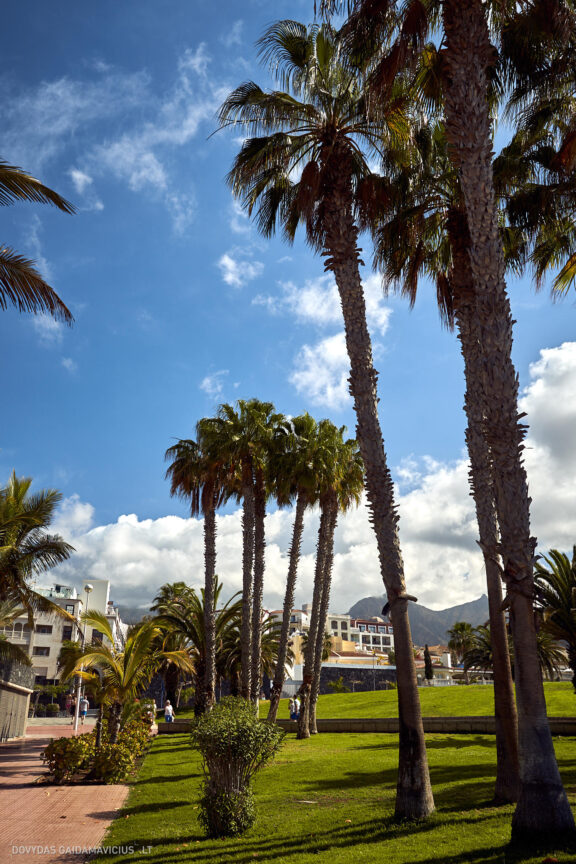 Tenerifė, Teidės ugnikalnis, Kelionė Fotografas: Dovydas Gaidamavičius © www.DovydasGaidamavicius.lt