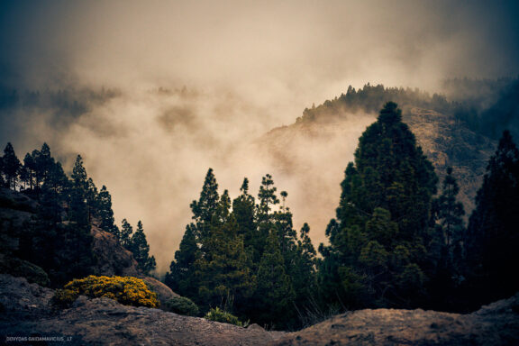 Gran Kanarija, Kelionė, Gran Canaria, Canary islands Fotografas: Dovydas Gaidamavičius © www.DovydasGaidamavicius.lt