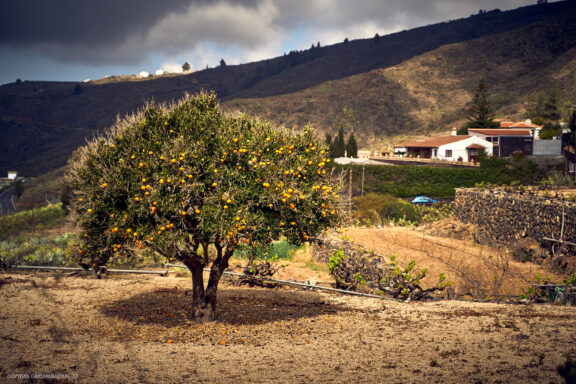 Tenerifė, Teidės ugnikalnis, Kelionė Fotografas: Dovydas Gaidamavičius © www.DovydasGaidamavicius.lt