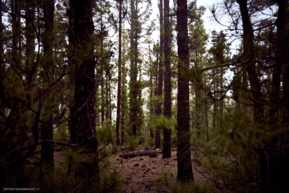 Tenerifė, Teidės ugnikalnis, Kelionė Fotografas: Dovydas Gaidamavičius © www.DovydasGaidamavicius.lt