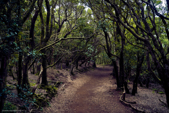 Tenerifė, Teidės ugnikalnis, Kelionė Fotografas: Dovydas Gaidamavičius © www.DovydasGaidamavicius.lt