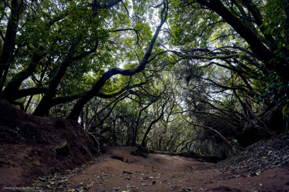 Tenerifė, Teidės ugnikalnis, Kelionė Fotografas: Dovydas Gaidamavičius © www.DovydasGaidamavicius.lt