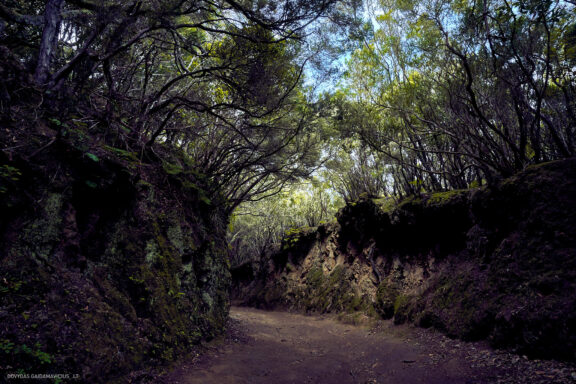 Tenerifė, Teidės ugnikalnis, Kelionė Fotografas: Dovydas Gaidamavičius © www.DovydasGaidamavicius.lt