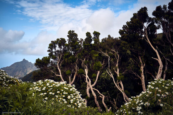 Tenerifė, Teidės ugnikalnis, Kelionė Fotografas: Dovydas Gaidamavičius © www.DovydasGaidamavicius.lt