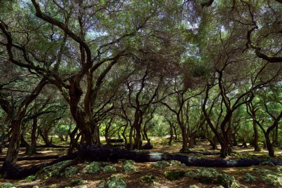 Corfu Korfu Sala (Kerkira) ir Paxos Graikijos Kelionės nuotraukos, Greece island photos Fotografas: Dovydas Gaidamavičius © www.DovydasGaidamavicius.lt