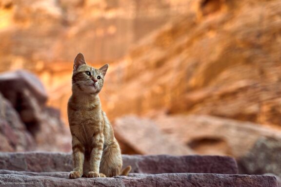 Jordanija (Jordan) Kelionės nuotraukos ir istorija. Aplankyta Petra, Wadi Rum dykuma, Raudonoji jūra, Negyvoji jūra, Aqaba Fotografas: Dovydas Gaidamavičius © www.DovydasGaidamavicius.lt