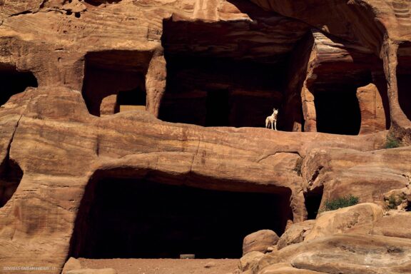 Jordanija (Jordan) Kelionės nuotraukos ir istorija. Aplankyta Petra, Wadi Rum dykuma, Raudonoji jūra, Negyvoji jūra, Aqaba Fotografas: Dovydas Gaidamavičius © www.DovydasGaidamavicius.lt