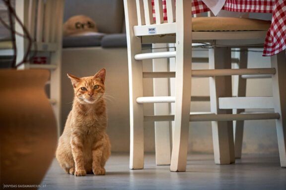 Corfu Korfu Sala (Kerkira) ir Paxos Graikijos Kelionės nuotraukos, Greece island photos Fotografas: Dovydas Gaidamavičius © www.DovydasGaidamavicius.lt