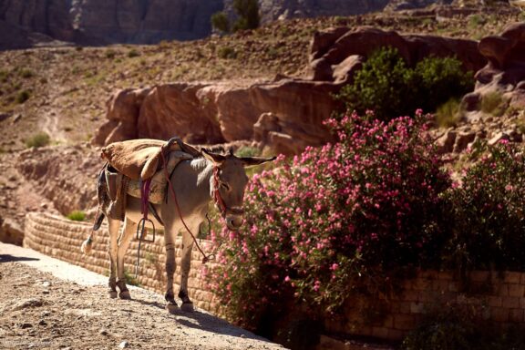 Jordanija (Jordan) Kelionės nuotraukos ir istorija. Aplankyta Petra, Wadi Rum dykuma, Raudonoji jūra, Negyvoji jūra, Aqaba Fotografas: Dovydas Gaidamavičius © www.DovydasGaidamavicius.lt