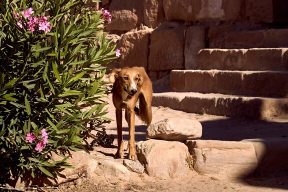 Jordanija (Jordan) Kelionės nuotraukos ir istorija. Aplankyta Petra, Wadi Rum dykuma, Raudonoji jūra, Negyvoji jūra, Aqaba Fotografas: Dovydas Gaidamavičius © www.DovydasGaidamavicius.lt