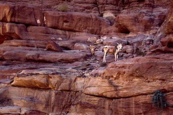 Jordanija (Jordan) Kelionės nuotraukos ir istorija. Aplankyta Petra, Wadi Rum dykuma, Raudonoji jūra, Negyvoji jūra, Aqaba Fotografas: Dovydas Gaidamavičius © www.DovydasGaidamavicius.lt