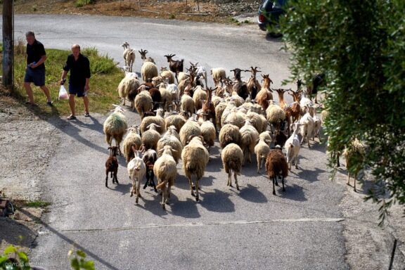 Corfu Korfu Sala (Kerkira) ir Paxos Graikijos Kelionės nuotraukos, Greece island photos Fotografas: Dovydas Gaidamavičius © www.DovydasGaidamavicius.lt