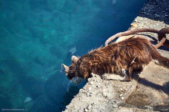 Corfu Korfu Sala (Kerkira) ir Paxos Graikijos Kelionės nuotraukos, Greece island photos Fotografas: Dovydas Gaidamavičius © www.DovydasGaidamavicius.lt