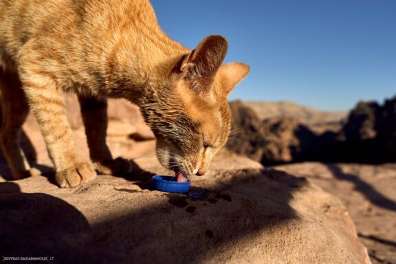 Jordanija (Jordan) Kelionės nuotraukos ir istorija. Aplankyta Petra, Wadi Rum dykuma, Raudonoji jūra, Negyvoji jūra, Aqaba Fotografas: Dovydas Gaidamavičius © www.DovydasGaidamavicius.lt