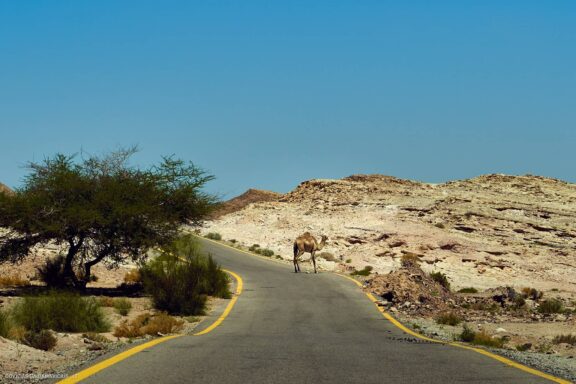 Jordanija (Jordan) Kelionės nuotraukos ir istorija. Aplankyta Petra, Wadi Rum dykuma, Raudonoji jūra, Negyvoji jūra, Aqaba Fotografas: Dovydas Gaidamavičius © www.DovydasGaidamavicius.lt