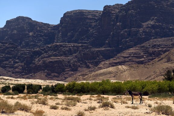 Jordanija (Jordan) Kelionės nuotraukos ir istorija. Aplankyta Petra, Wadi Rum dykuma, Raudonoji jūra, Negyvoji jūra, Aqaba Fotografas: Dovydas Gaidamavičius © www.DovydasGaidamavicius.lt