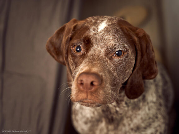 Augintinio šuns fotosesija, Vilnius. Burbonų brakas, braque du bourbonnais, Rumba, Pointeris, Pointer dog Fotografas: Dovydas Gaidamavičius © www.DovydasGaidamavicius.lt