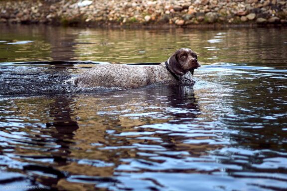 Augintinio šuns fotosesija, Labanoras, Labanoro Giria. Burbonų brakas, braque du bourbonnais, Rumba, Pointeris, Pointer dog Fotografas: Dovydas Gaidamavičius © www.DovydasGaidamavicius.lt
