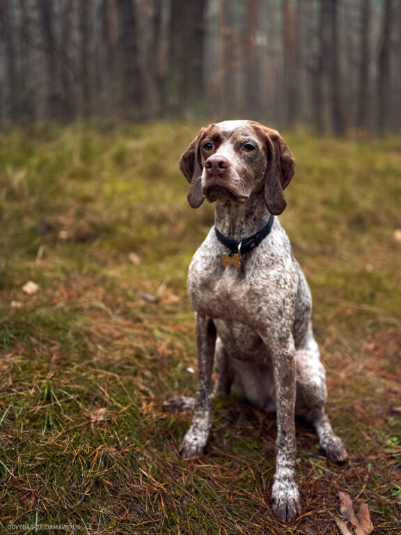 Augintinio šuns fotosesija, Vilnius. Burbonų brakas, braque du bourbonnais, Rumba, Pointeris, Pointer dog Fotografas: Dovydas Gaidamavičius © www.DovydasGaidamavicius.lt