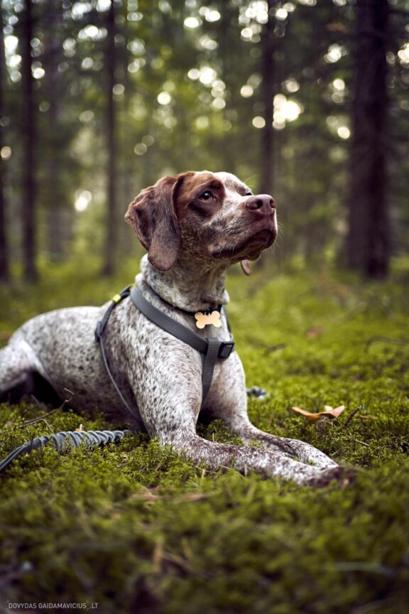 Augintinio šuns fotosesija, Labanoras, Labanoro Giria. Burbonų brakas, braque du bourbonnais, Rumba, Pointeris, Pointer dog Fotografas: Dovydas Gaidamavičius © www.DovydasGaidamavicius.lt