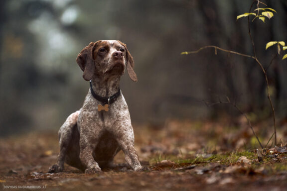 Augintinio šuns fotosesija, Vilnius. Burbonų brakas, braque du bourbonnais, Rumba, Pointeris, Pointer dog Fotografas: Dovydas Gaidamavičius © www.DovydasGaidamavicius.lt