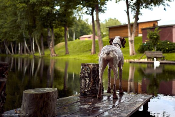 Augintinio šuns fotosesija, Labanoras, Labanoro Giria. Burbonų brakas, braque du bourbonnais, Rumba, Pointeris, Pointer dog Fotografas: Dovydas Gaidamavičius © www.DovydasGaidamavicius.lt
