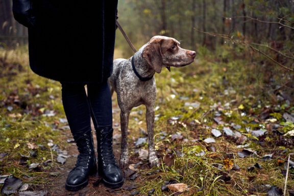 Augintinio šuns fotosesija, Vilnius. Burbonų brakas, braque du bourbonnais, Rumba, Pointeris, Pointer dog Fotografas: Dovydas Gaidamavičius © www.DovydasGaidamavicius.lt