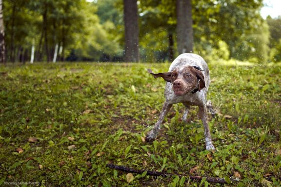 Augintinio šuns fotosesija, Labanoras, Labanoro Giria. Burbonų brakas, braque du bourbonnais, Rumba, Pointeris, Pointer dog Fotografas: Dovydas Gaidamavičius © www.DovydasGaidamavicius.lt