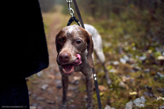 Augintinio šuns fotosesija, Vilnius. Burbonų brakas, braque du bourbonnais, Rumba, Pointeris, Pointer dog Fotografas: Dovydas Gaidamavičius © www.DovydasGaidamavicius.lt