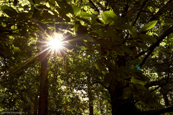 Euro Trip Kelionės nuotraukos Čekija, Czech Republic Adršpach-Teplice Rocks Fotografas: Dovydas Gaidamavičius © www.DovydasGaidamavicius.lt